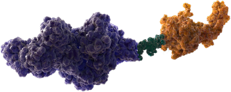MOA molecule - Recombinant IX fusion protein