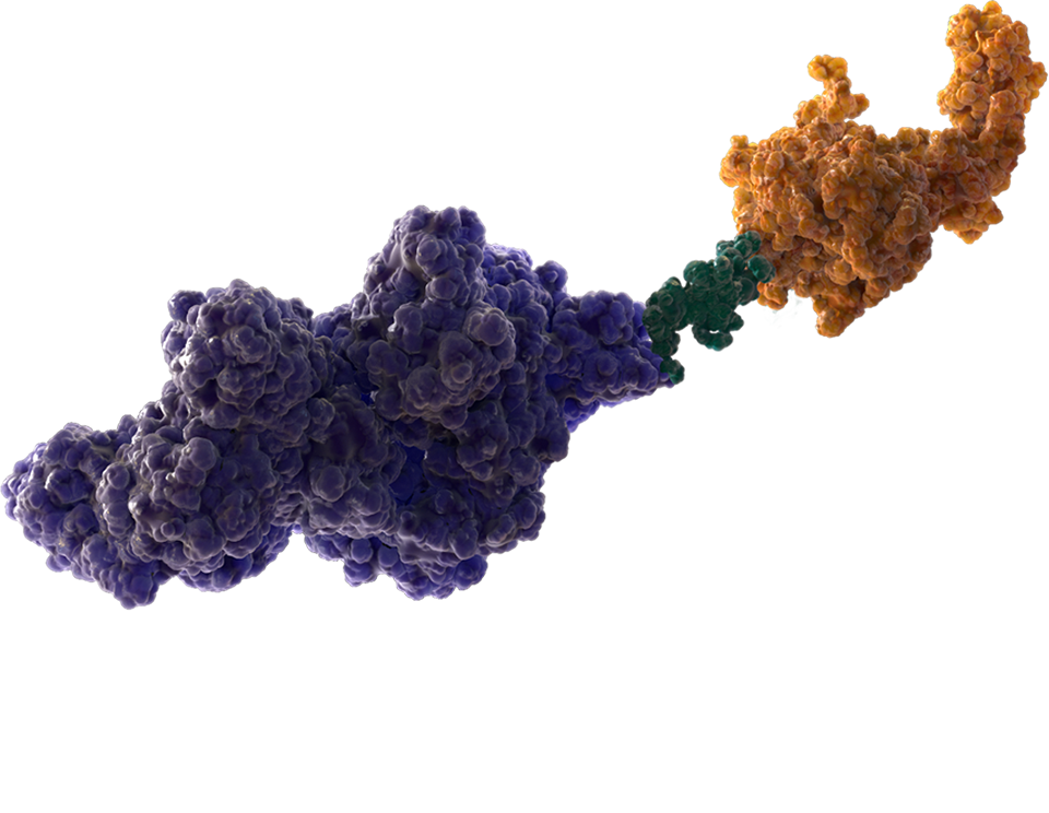 MOA molecule – Recombinant albumin
